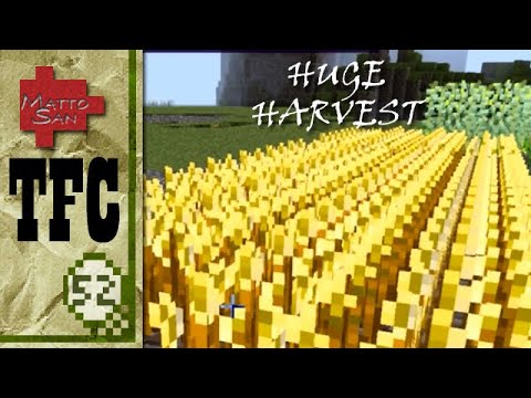Huge Grain Harvest | Matto-san plays TerraFirmaCraft week 52