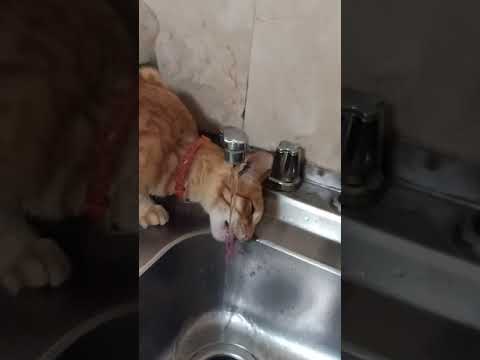 Cats habbit of drinking water in faucet.. meow😹😹😸😻