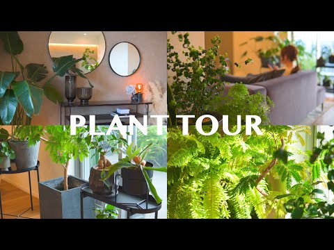 , title : '【PLANT TOUR】部屋がオシャレになる観葉植物インテリア27種類のご紹介| 観葉植物のある暮らし | インテリアグリーン | plant collection'