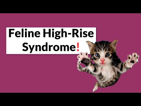 What Is Feline High-rise Syndrome And What to Do About It?