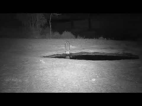 Djuma: Lone Hyena gets drink at the pan - 22:05 - 10/20/21