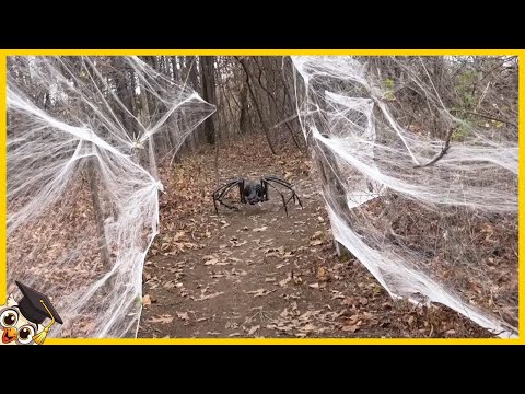 25 scariest spider videos you shouldn't watch alone