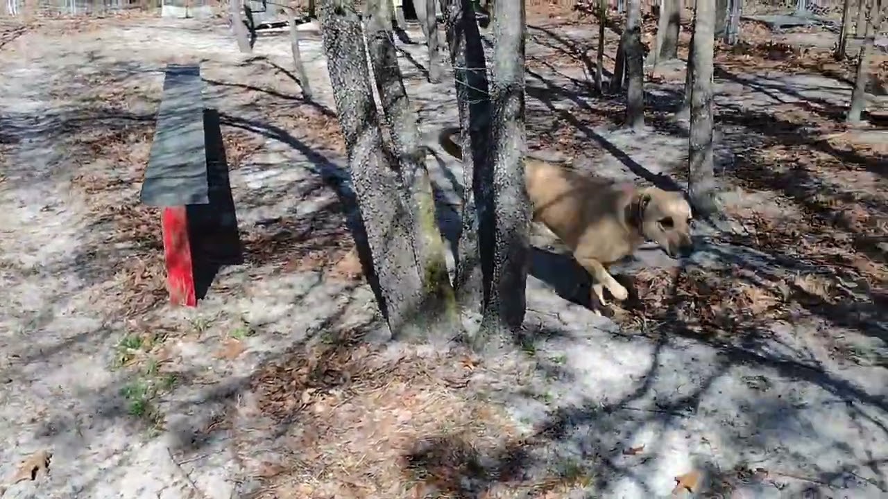 Enlarge Rufus, a ADOPTABLE mixed breed in Camden, SC video 6/6