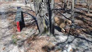 Video preview image #1 Labrador Retriever-Unknown Mix Puppy For Sale in Camden, SC, USA