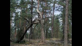 preview picture of video 'Dzūkijos nacionalinis parkas.( Dzūkijos miškas, Marcinkonys , Grūda ,Čepkeliai)'