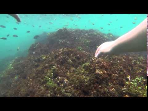 Costa Rica 2 snorkeling