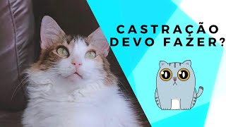 Castração: devo fazer? - Diário Felino