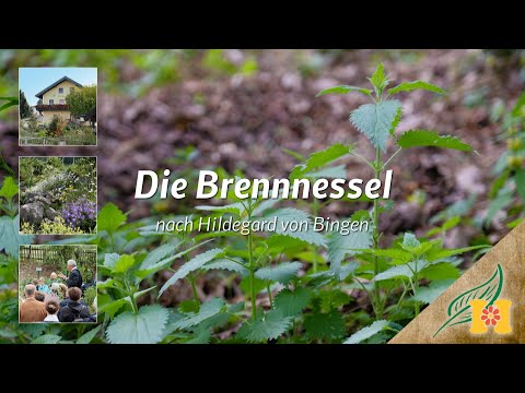 Die Brennnessel bei Hildegard von Bingen