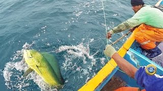 Pesca de gigantes PERICOS mahi- mahi - dolphinfish fishing - Deep sea fishing