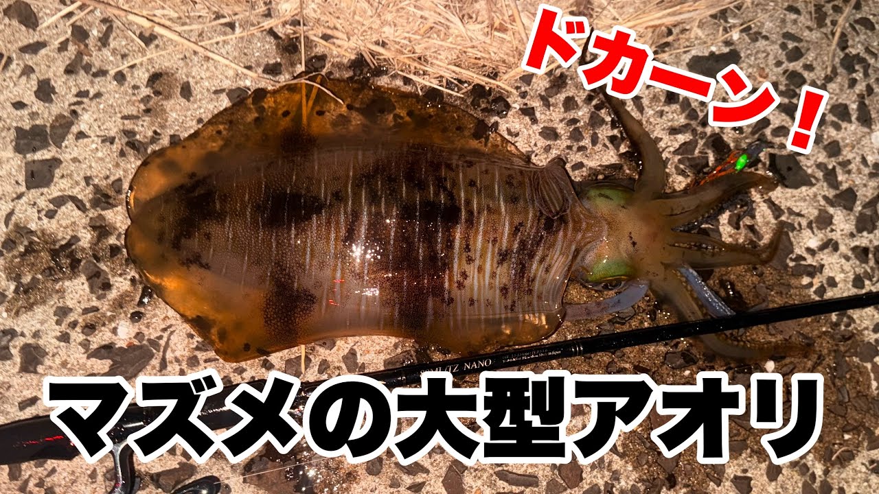 【エギング】コレぞマヅメパワー！！初場所からデカイカを引きずり出した！