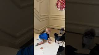 Baby P loves his Dada &amp; his puppies so much #CutesieCrew #SlivingMom | Paris Hilton