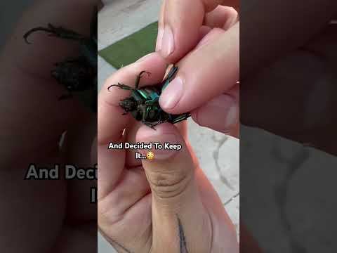 We Found A FBI Bug and Kept it As A Pet😳😱