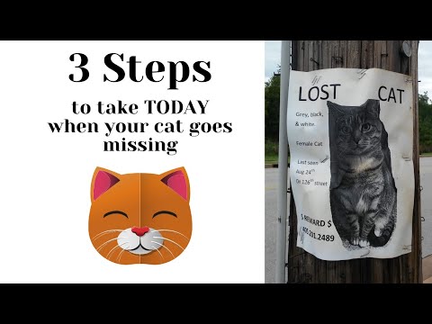 3 steps to take TODAY when your cat goes missing