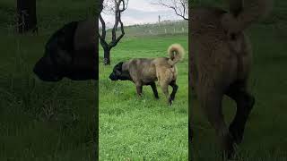 Wolf Killer Dog Breed Kangal Shepherd 👿 #shorts #dog #dogs