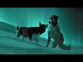 Buck Vs Spitz The Call Of The Wild 2020 4K