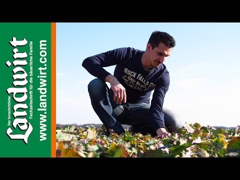 Rüsslerbekämpfung bei Raps