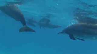 preview picture of video 'Swimming with dolphins in Shaab Sataya'