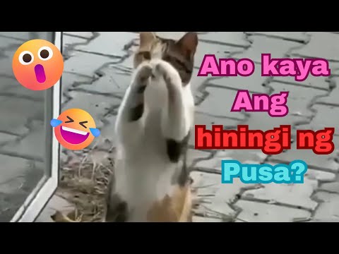 Funny Compilation Videos! | Must Watch | Charlyn Neri Vlogs