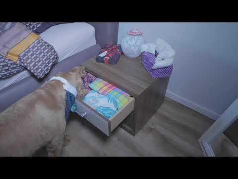 Hochzeit | Hund bringt Ringe | EAGLE LENS