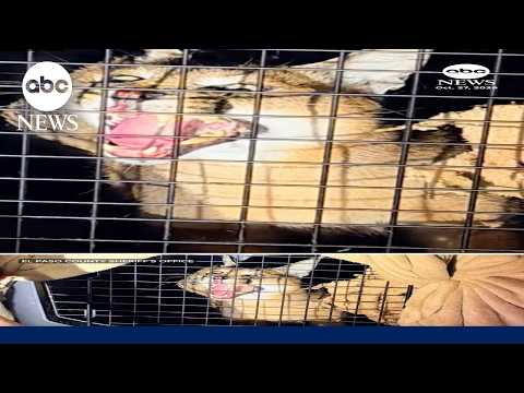 72 exotic animals found during traffic stop