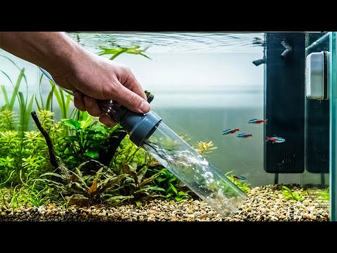 How to Clean a Fish Tank Without Removing Fish
