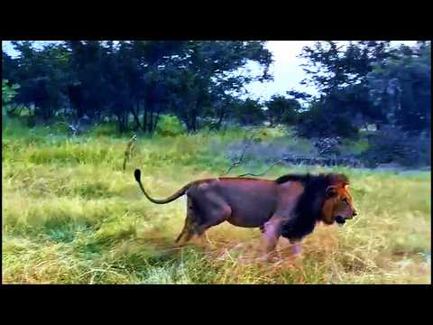 Nkhulu Male Lion with Sand River Pride | Kruger | 18 February 2026