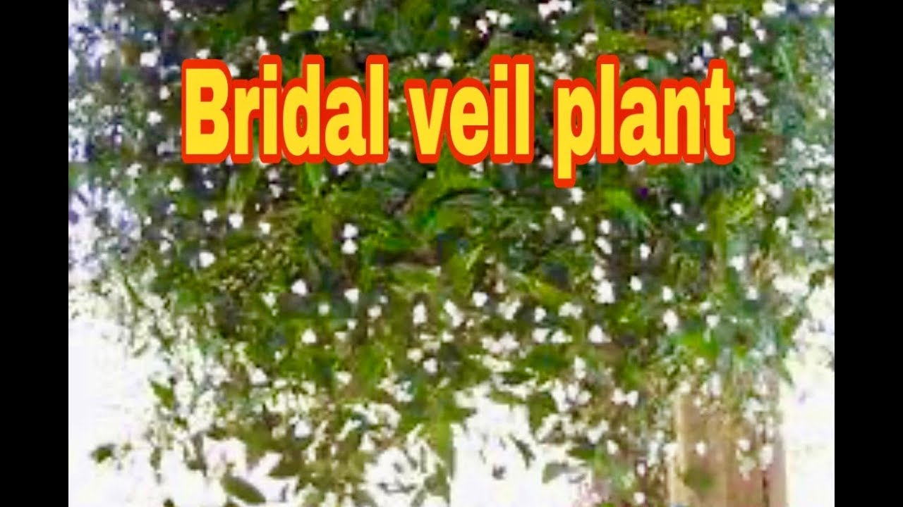 Where to Buy Wedding Veil in Australia