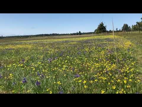 Video of flower field
