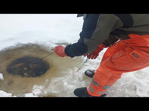 Kalastusta hyisellä pielisellä 28.3. Mikä se siellä ja mahoton matikka!