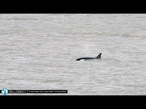 Orcas entre Manantiales y José Ignacio, Punta del Este, Uruguay - 02/08/24