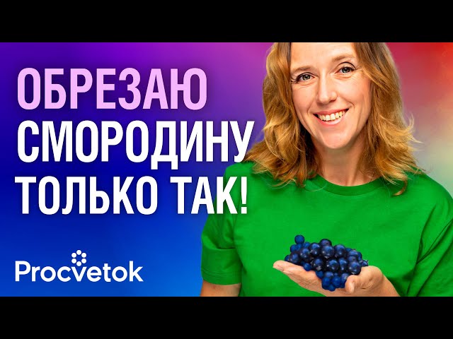 СМОРОДИНА РАЗМЕРОМ С ВИШНЮ ПРИ ТАКОЙ ОБРЕЗКЕ! Как правильно обрезать красную и черную смородину