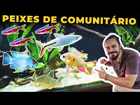 🔴BEST FISH FOR COMMUNITY AQUARIUM |Mr. Betta|