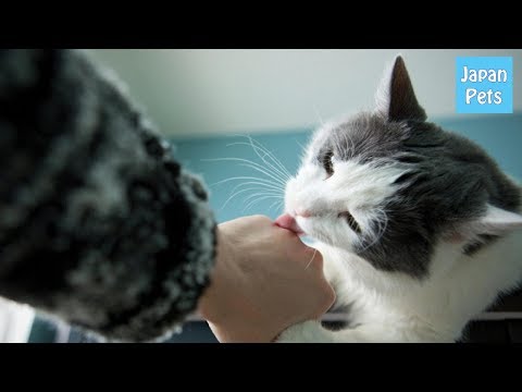 猫が寝ているときに私の顔をなめるのはなぜですか?