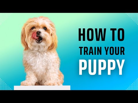 dogs funny shorts videos  কুকুরের কর্মকান্ড ক্যামেরা১ fahim