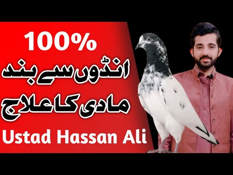 How to treat egg laying pigeons || Andon sy bnd kabotri ka elaj💯|| Ustad Hassan Lali