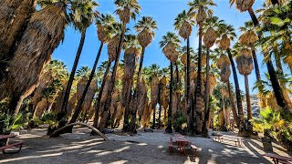 Indian Canyons Tribal Park - Murray Canyon Trail to Seven Sisters Waterfall (Full 4.7 Mile Hike)