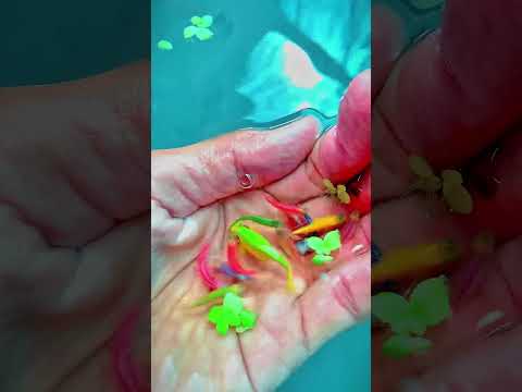 😱14 colors In 1 fish 🐠 #danios #colorfishes #zebrafish #reels #cartoonforkids #reels #shorts