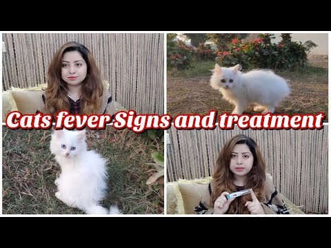 Cat fever Signs and treatment | medicines for cats fever | the cats planet