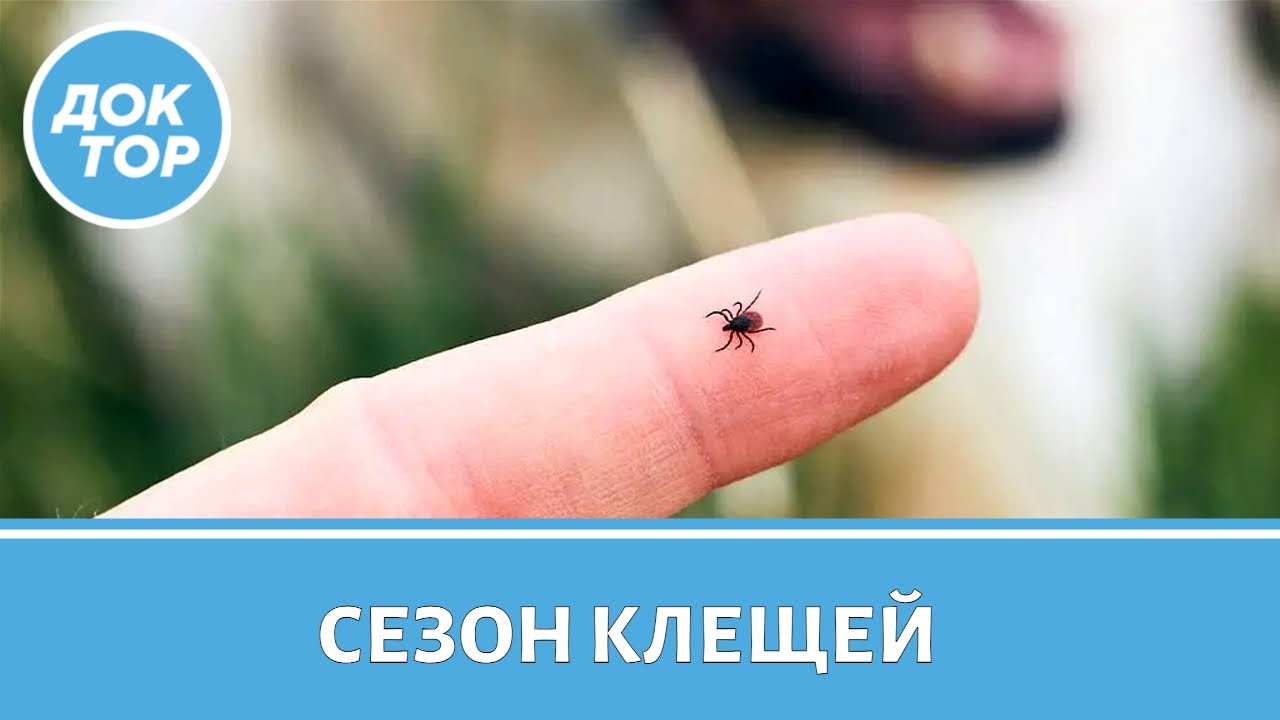 Как не стать жертвой опасного клеща