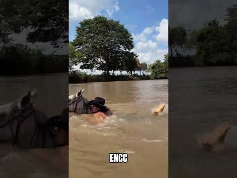 Asi se trabaja en el campo en  la  ganaderia