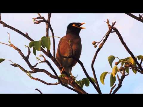 Majna obyčajná (Acridotheres tristis) — video o speve a chove