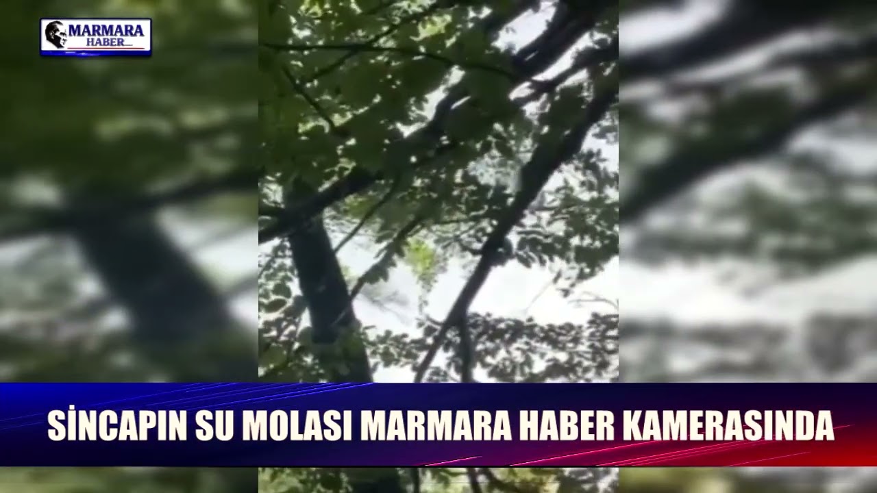 Papuçdere'de belgesel tadında görüntü! Sincapın su molası MARMARA HABER kamerasında