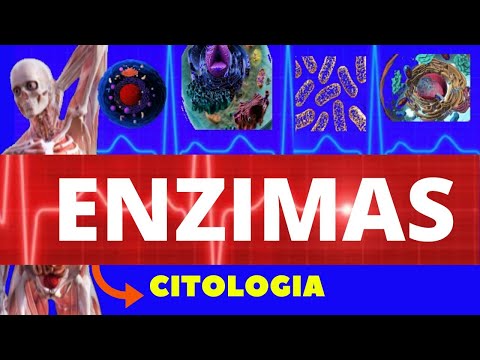 ENZIMAS - CITOLOGIA (ENSINO SUPERIOR) - TUDO SOBRE ENZIMAS - ESTRUTURA E FUNÇÃO DAS ENZIMAS