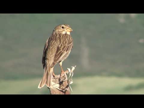 Strnádka lúčna (Emberiza calandra) — biotop a pohyb