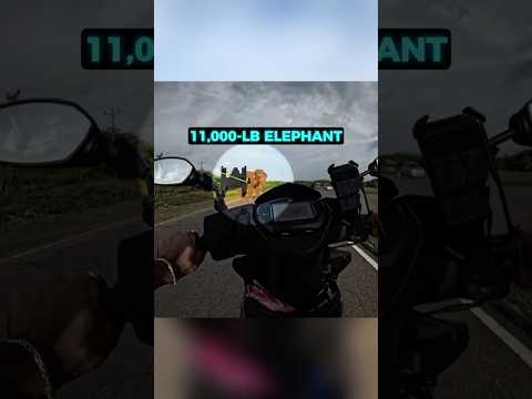 Elephant Attacks Him 😱
