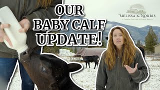 One of the Hardest Videos I've Ever Done — Baby Calf Footage!