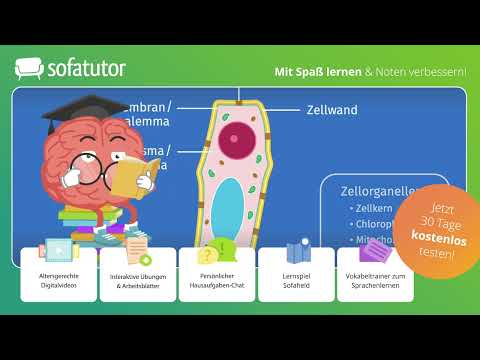 Pflanzenzelle – Aufbau und Struktur einfach erklärt – Biologie 7. & 8. Klasse