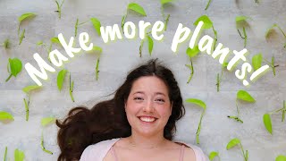 I turned 1 Plant into 100 | Neon Pothos Propagation