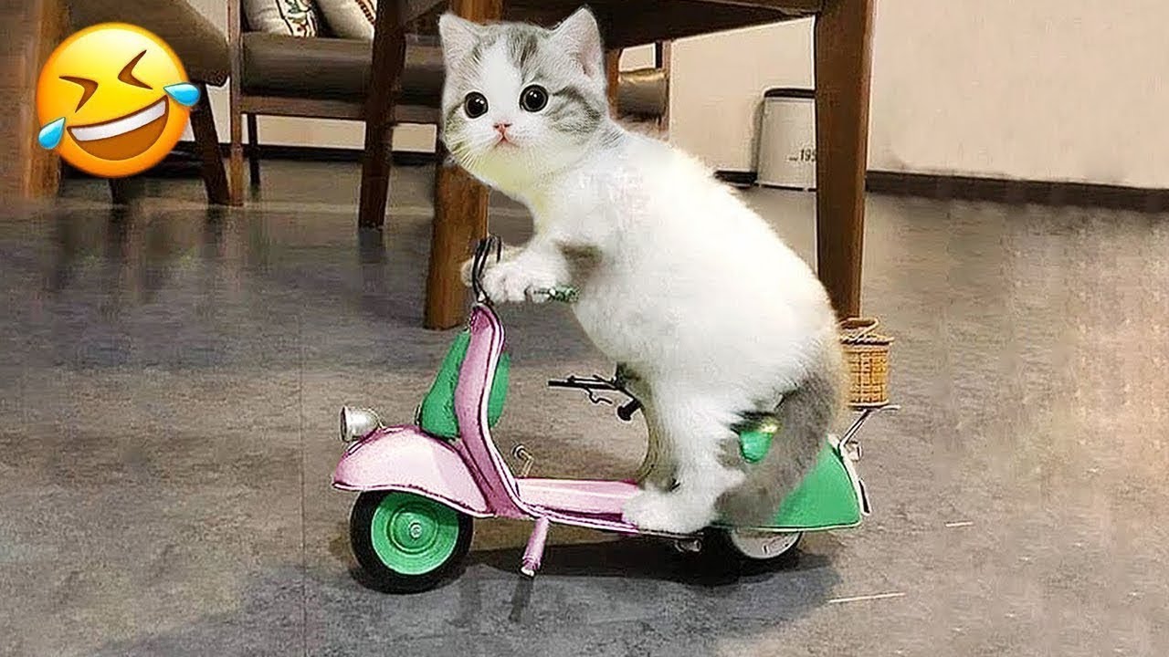 Funny animals that will make you laugh until you cry! 😂