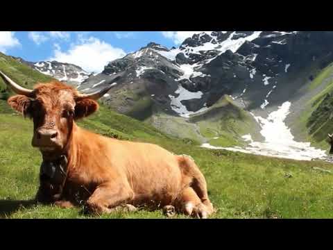 A PROCESSO PER GLI ALPEGGI D'ORO